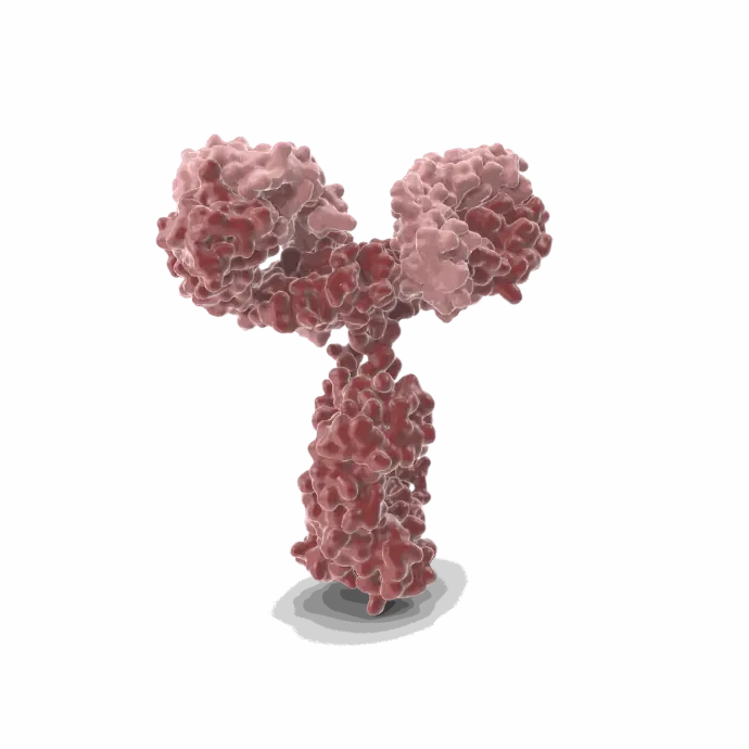 Gentaur Rat (11.23.22r) APC Mab Antibody