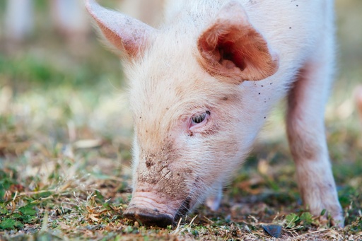 Porcine Flu Detection kit
